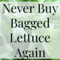 Year-Round Fresh Lettuce- Heritage Home Ec Tired of wasting money buying lettuce at the store? Here's how we have fresh lettuce year-round without ever buying it at the store. | Garden | Lettuce | Budget | Home Economics |