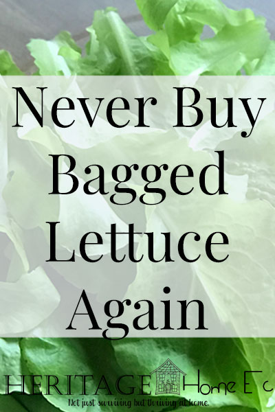 Never Buy Bagged Lettuce Again!