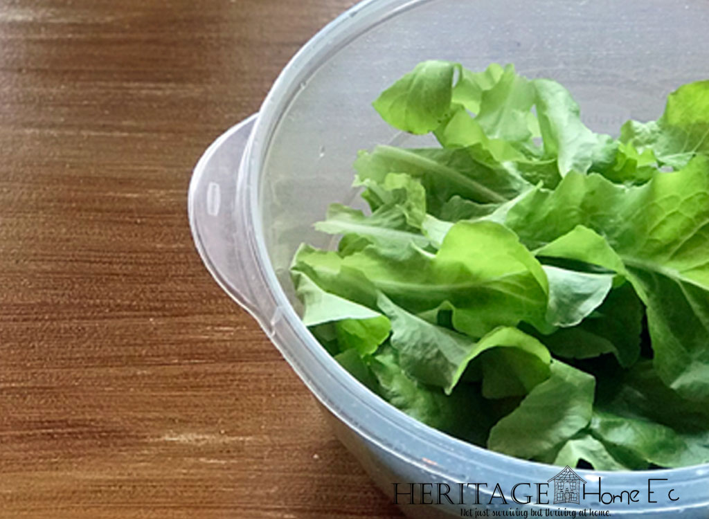 Never Buy Bagged Lettuce Again- Heritage Home Ec Tired of wasting money buying lettuce at the store? Here's how we have fresh lettuce year-round without ever buying it at the store. | Garden | Lettuce | Budget | Home Economics |