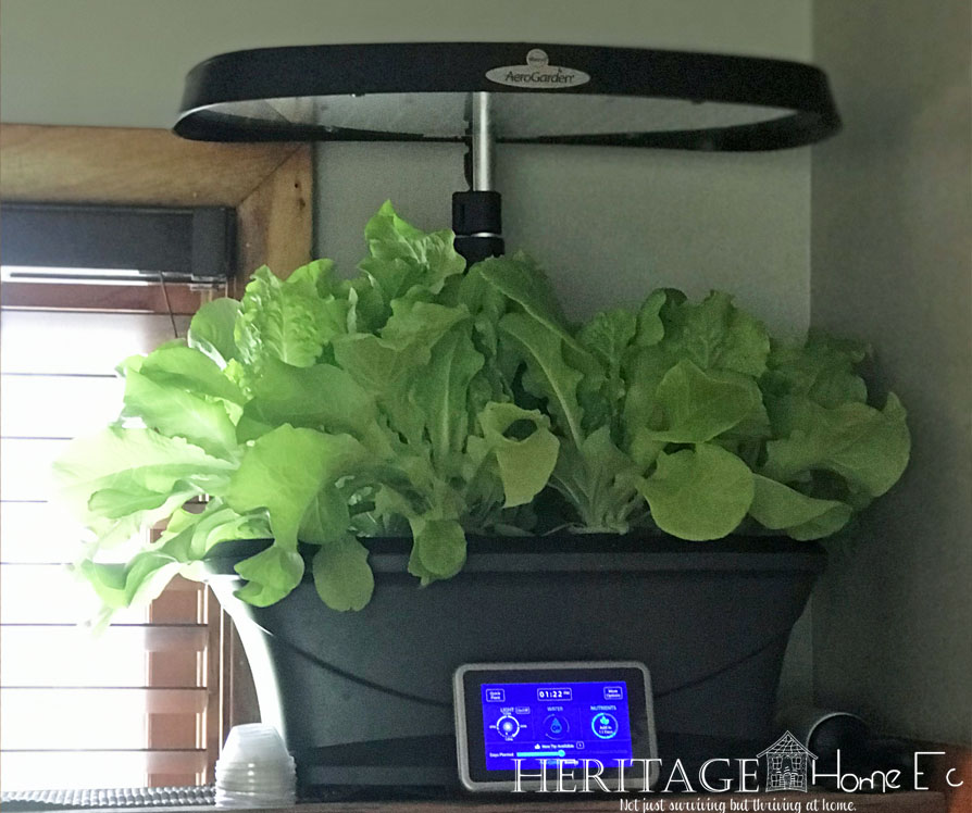 Never Buy Bagged Lettuce Again- Heritage Home Ec Tired of wasting money buying lettuce at the store? Here's how we have fresh lettuce year-round without ever buying it at the store. | Garden | Lettuce | Budget | Home Economics |