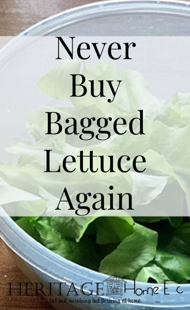 Never Buy Bagged Lettuce Again- Heritage Home Ec Tired of wasting money buying lettuce at the store? Here's how we have fresh lettuce year-round without ever buying it at the store. | Garden | Lettuce | Budget | Home Economics |