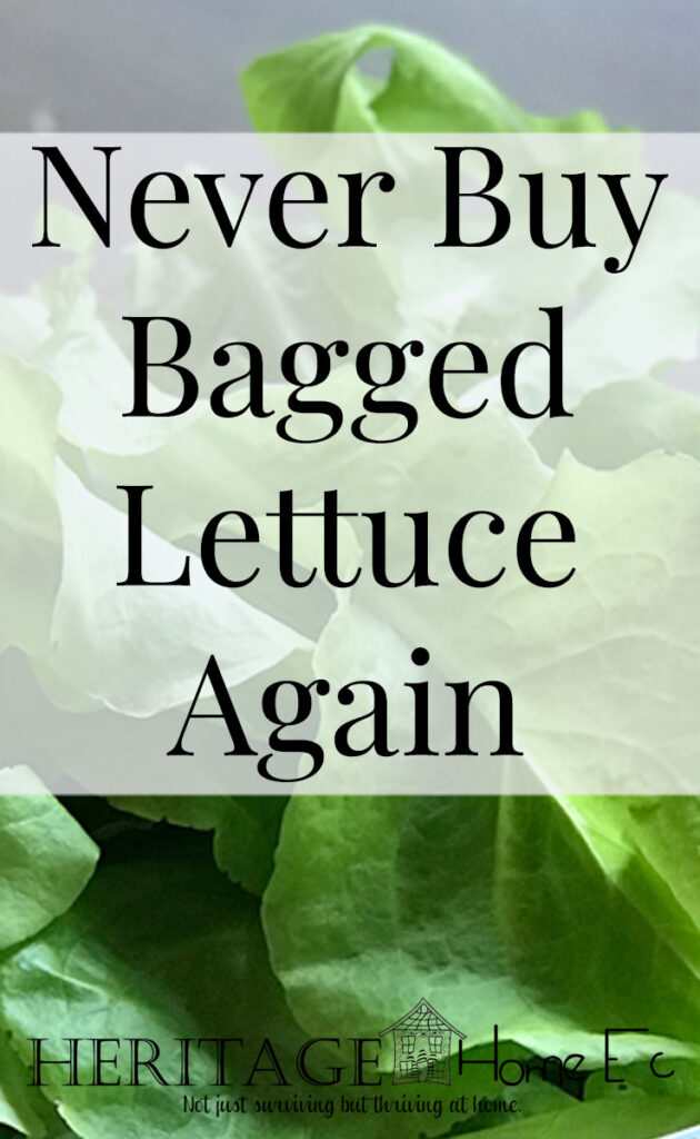 Year-Round Fresh Lettuce- Heritage Home Ec Tired of wasting money buying lettuce at the store? Here's how we have fresh lettuce year-round without ever buying it at the store. | Garden | Lettuce | Budget | Home Economics |