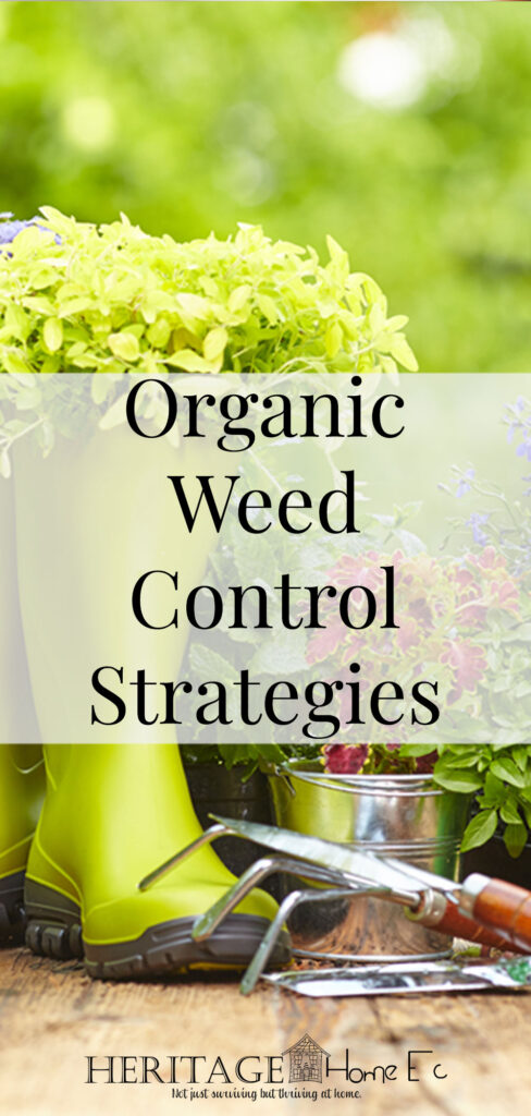Organic Weed Control- Heritage Home Ec Need some organic weed control options that will keep your garden healthy and the weeds at bay all summer long? Here are some options. | Gardening | Weeds | Plants | Home Economics |