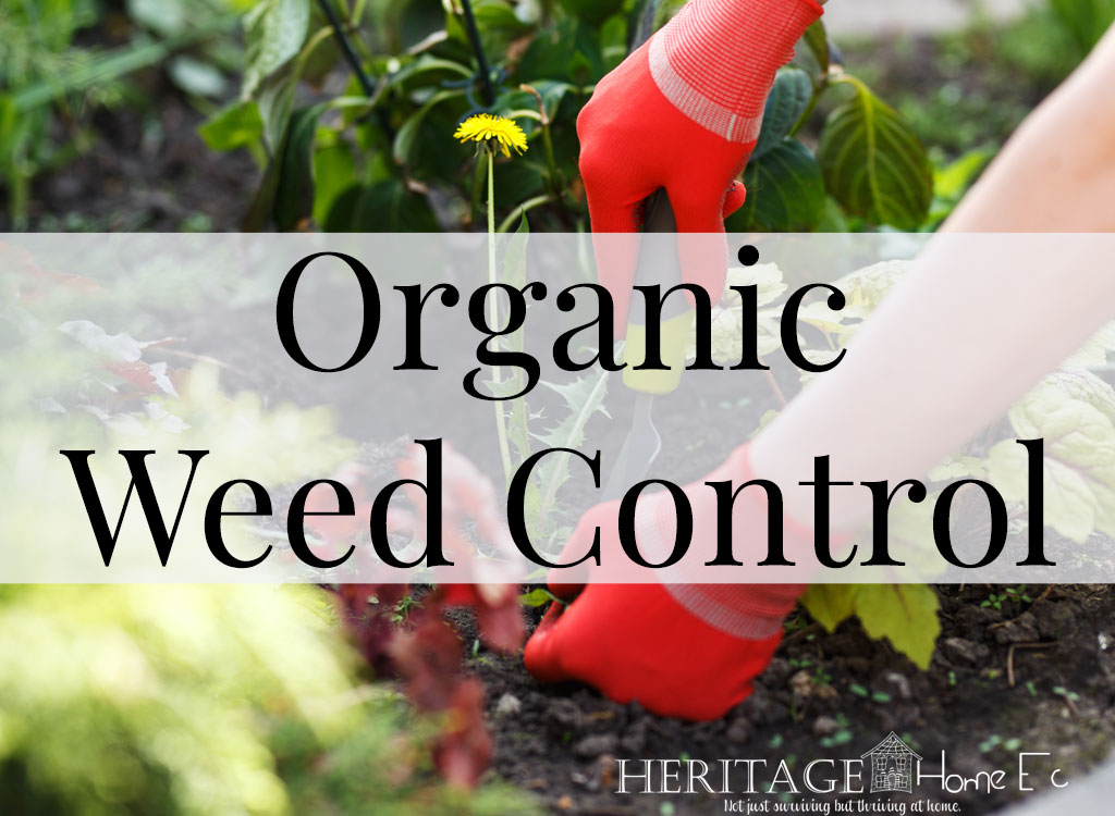 Organic Weed Control- Heritage Home Ec Need some organic weed control options that will keep your garden healthy and the weeds at bay all summer long? Here are some options. | Gardening | Weeds | Plants | Home Economics |