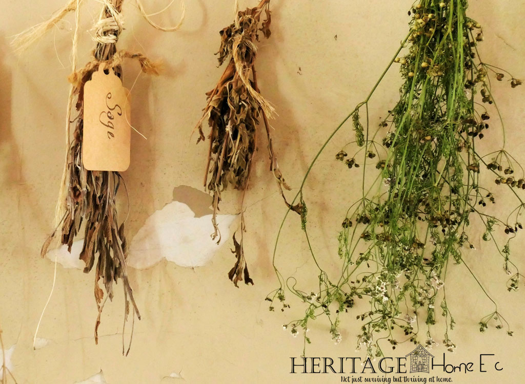 bundles of tied homegrown herbs hanging on wall to dry