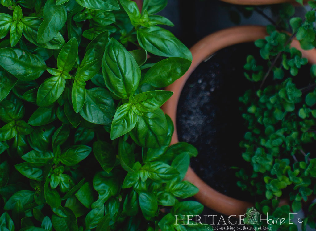 bright basil and homegrown herbs in clay pots